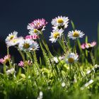 Gänseblümchen