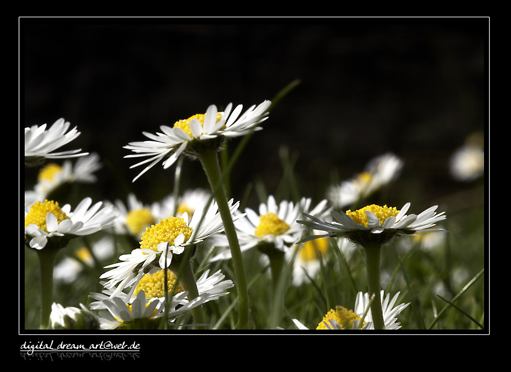 Gänseblümchen