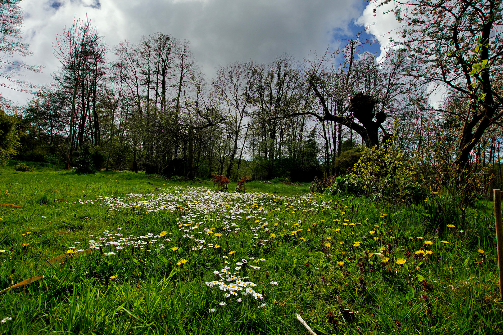 Gänseblümchen