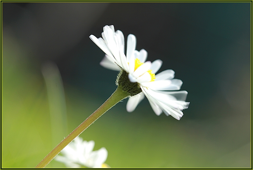 Gänseblümchen