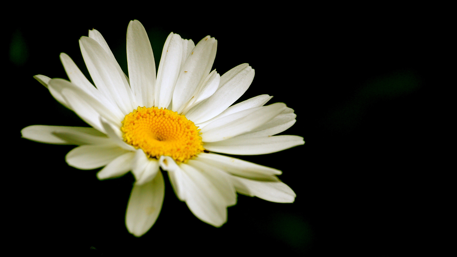 Gänseblümchen