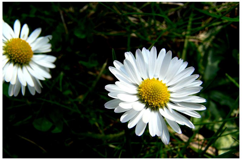 Gänseblümchen²