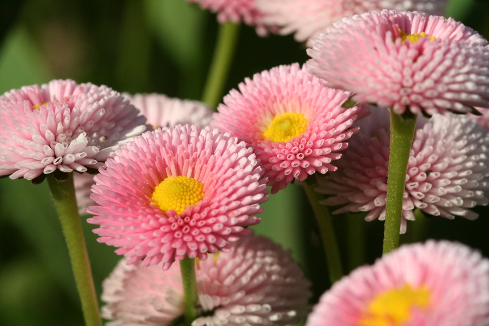 Gänseblümchen