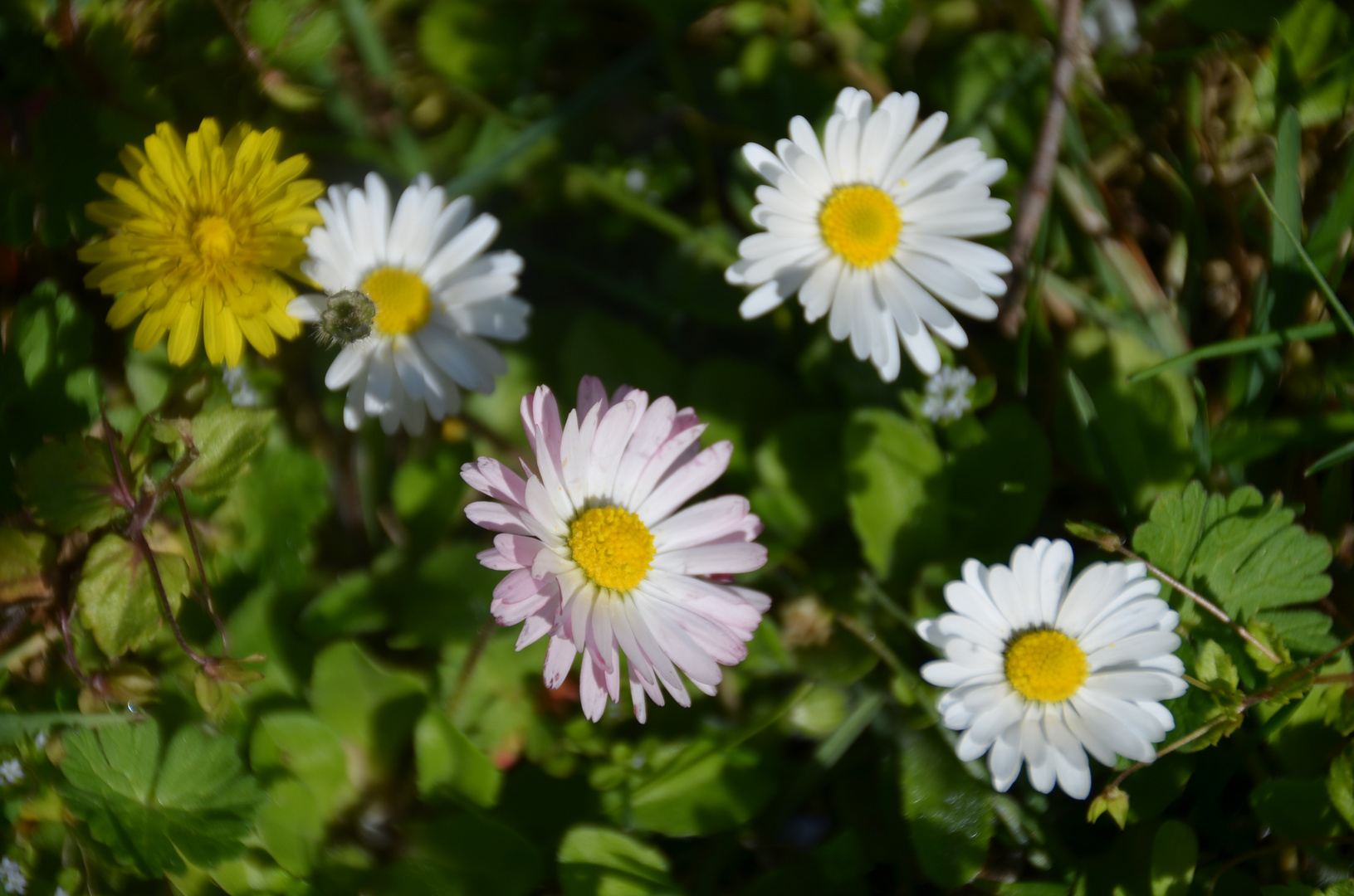 Gänseblümchen