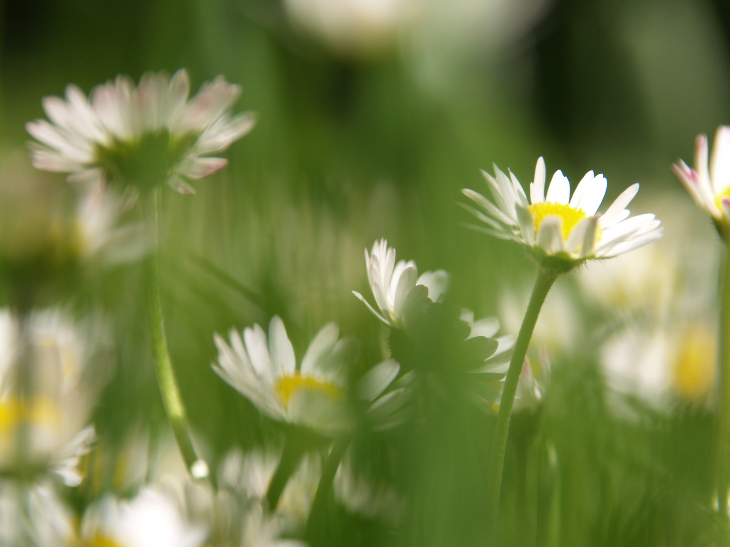 Gänseblümchen