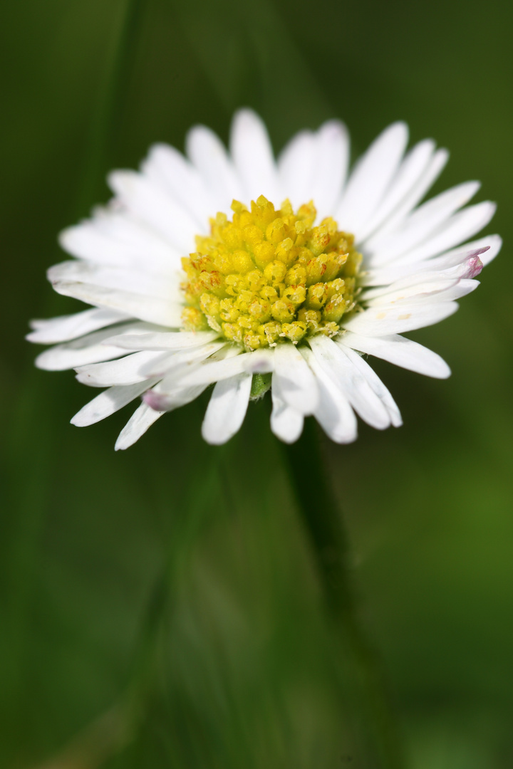 Gänseblümchen