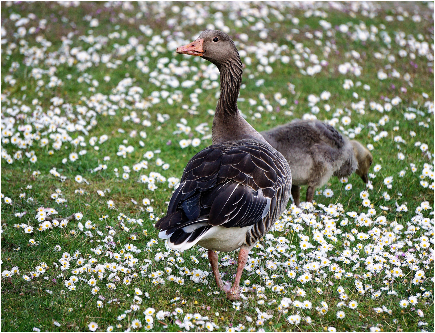 Gänseblümchen