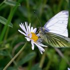 Gänseblümchen