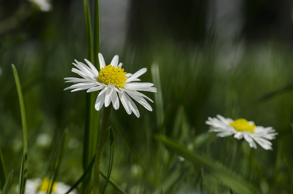 Gänseblümchen