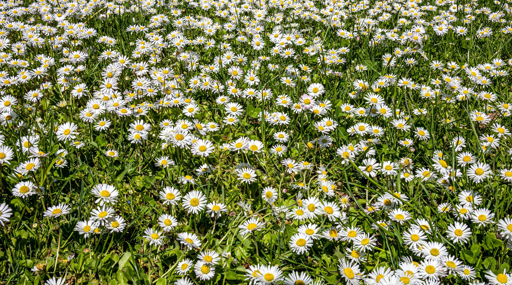 gänseblümchen