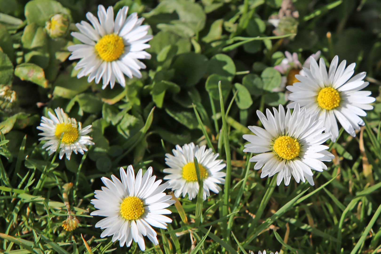 Gänseblümchen Foto & Bild natur Bilder auf