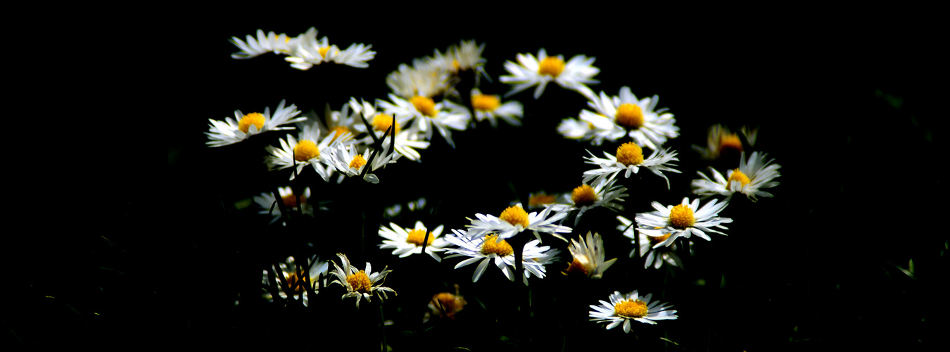 Gänseblümchen