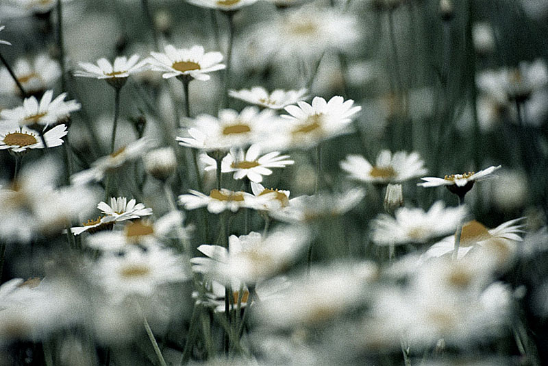 Gänseblümchen