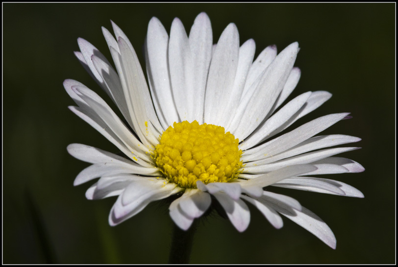 Gänseblümchen