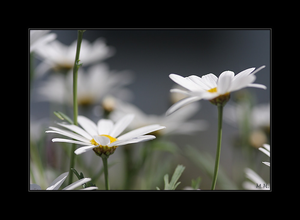 Gänseblümchen...