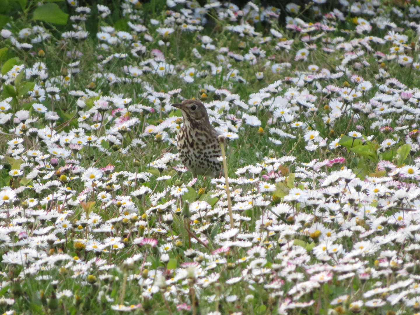 Gänseblümchen