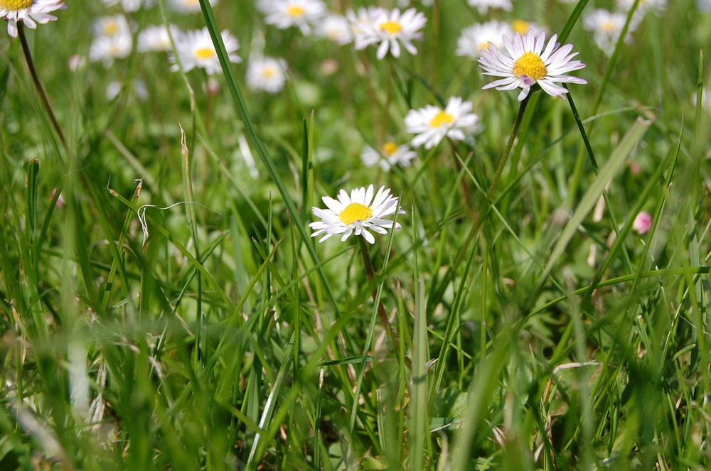 Gänseblümchen