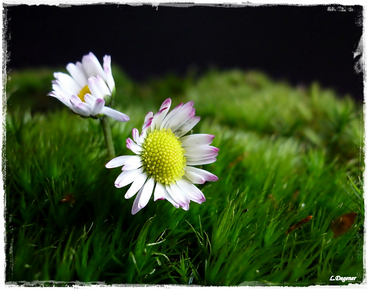 Gänseblümchen