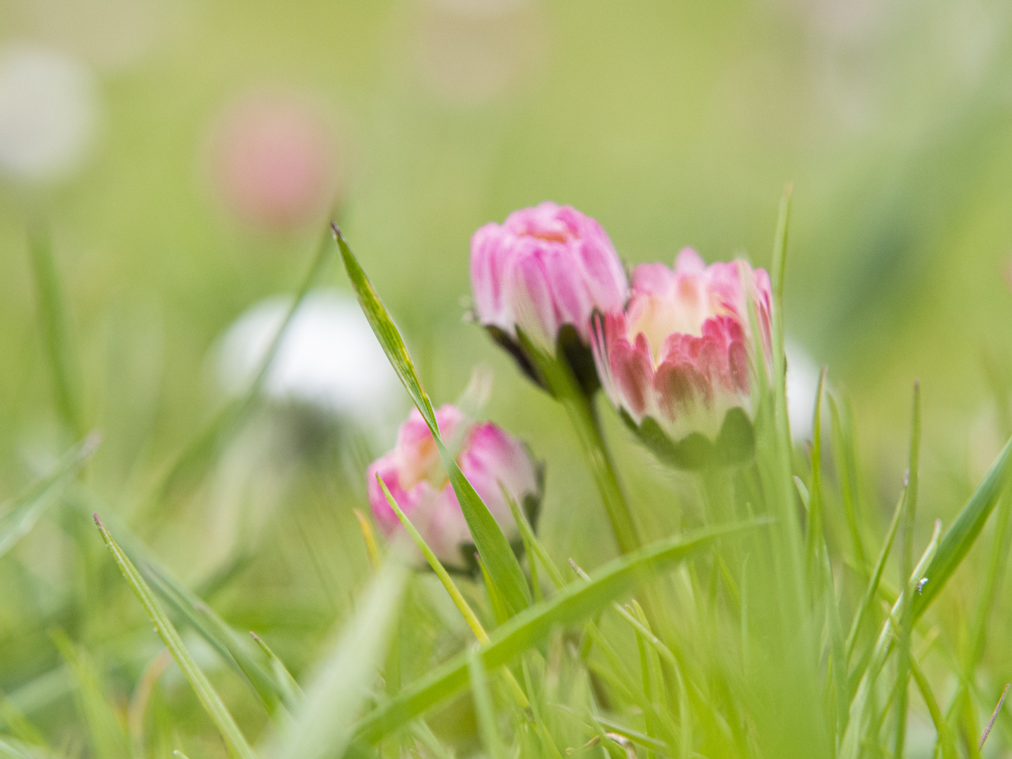 Gänseblümchen