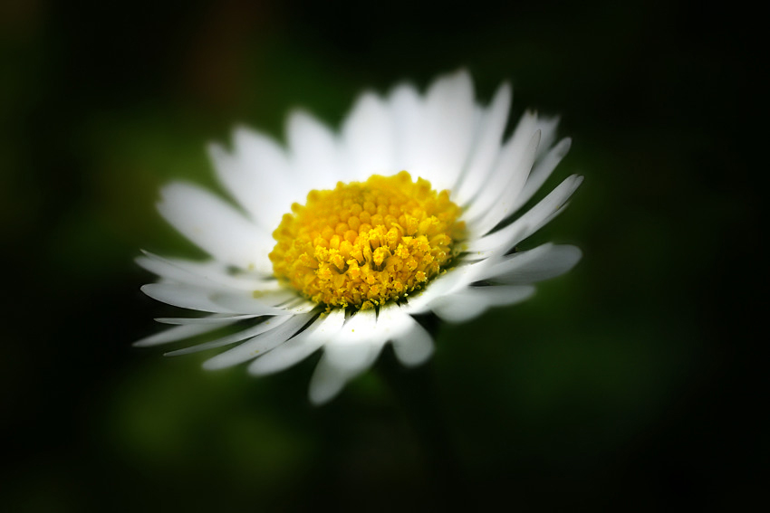 Gänseblümchen