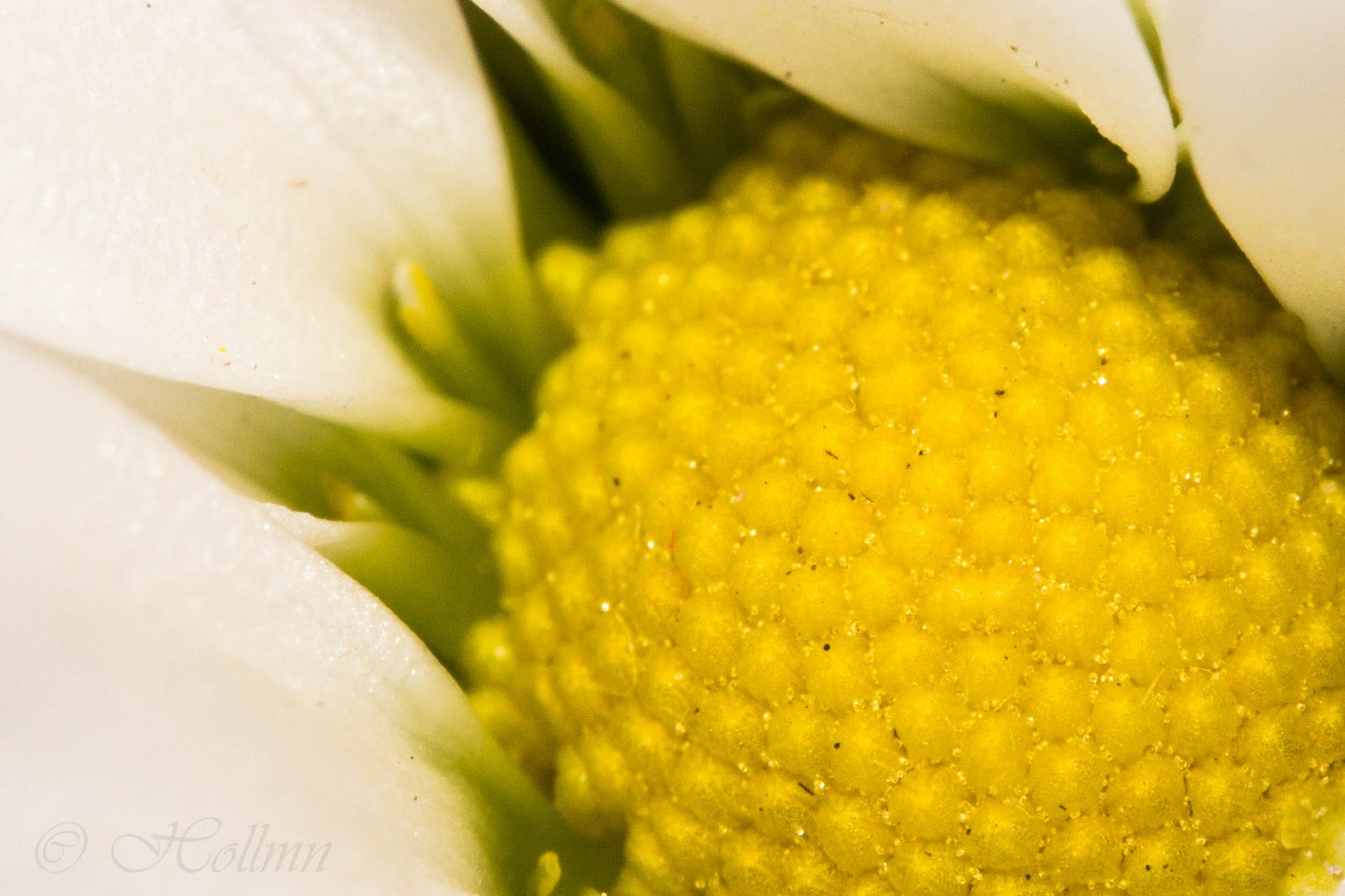 ...Gänseblümchen...