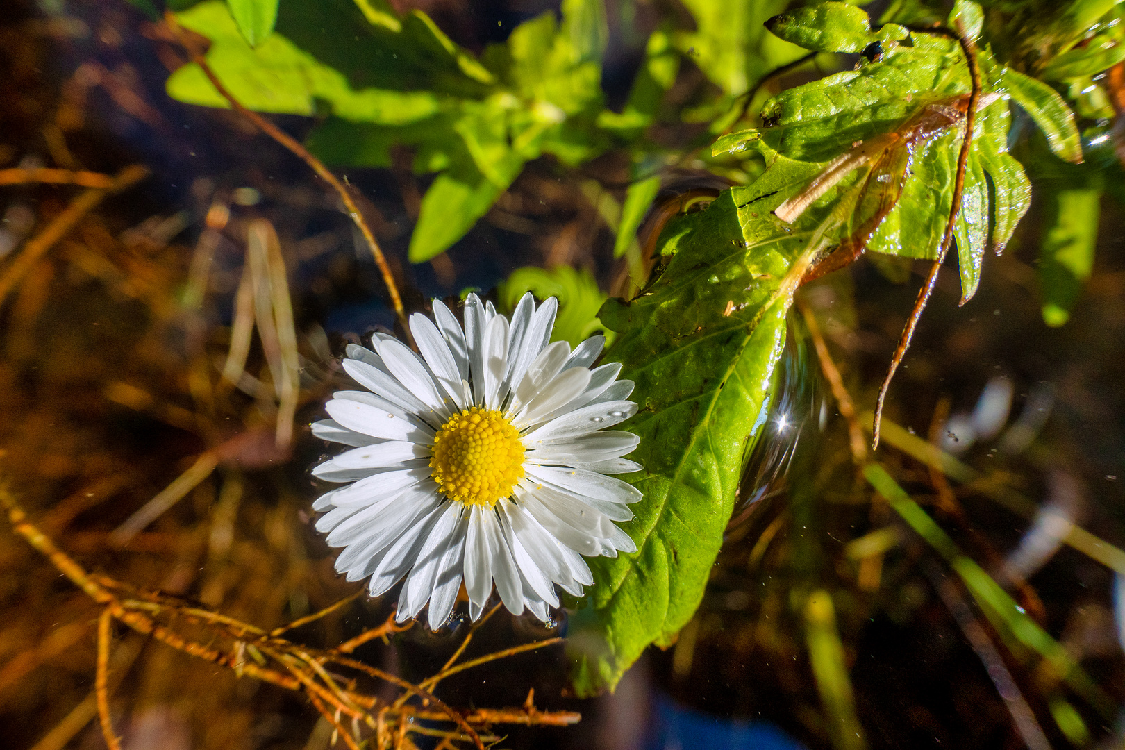 Gänseblümchen