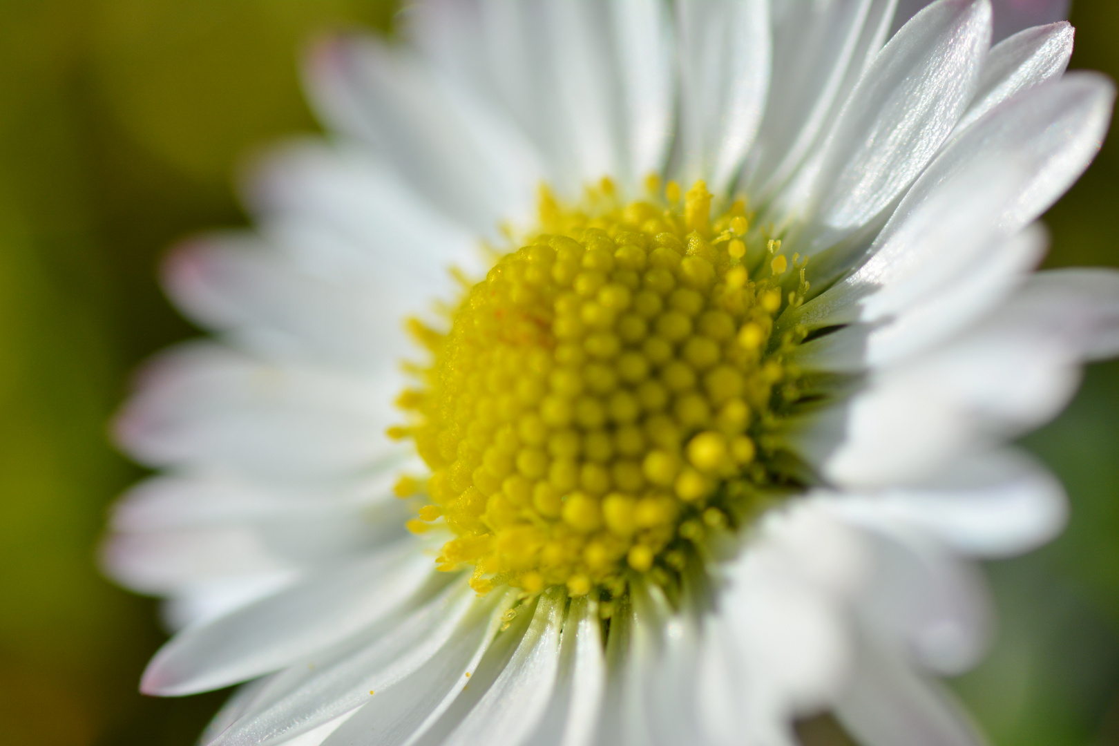 Gänseblümchen