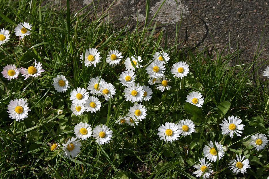 Gänseblümchen ...