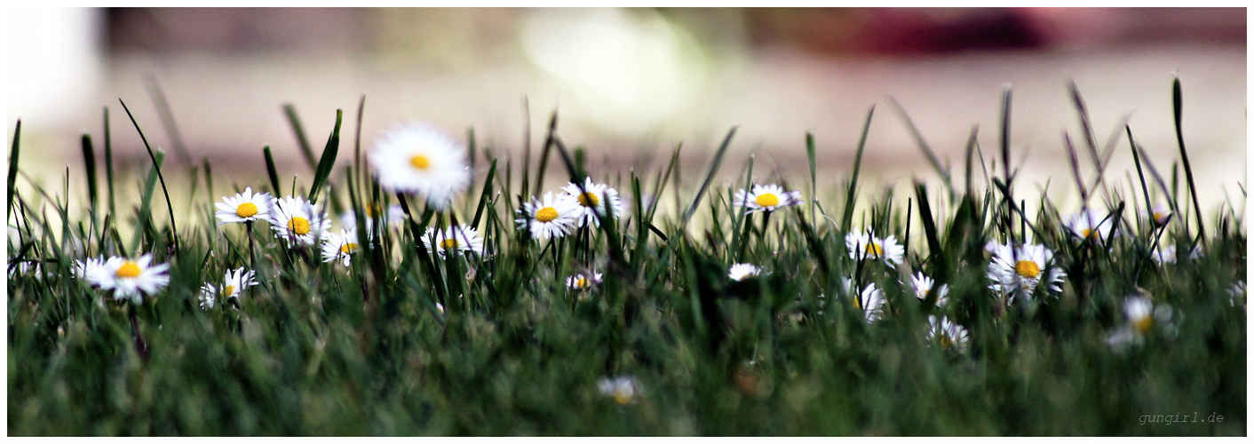 Gänseblümchen