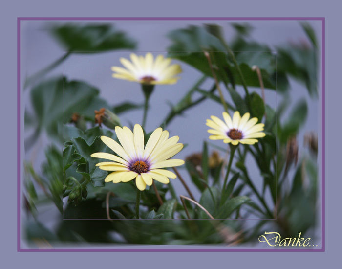 Gänseblümchen...