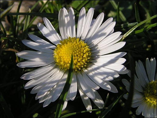 Gänseblümchen