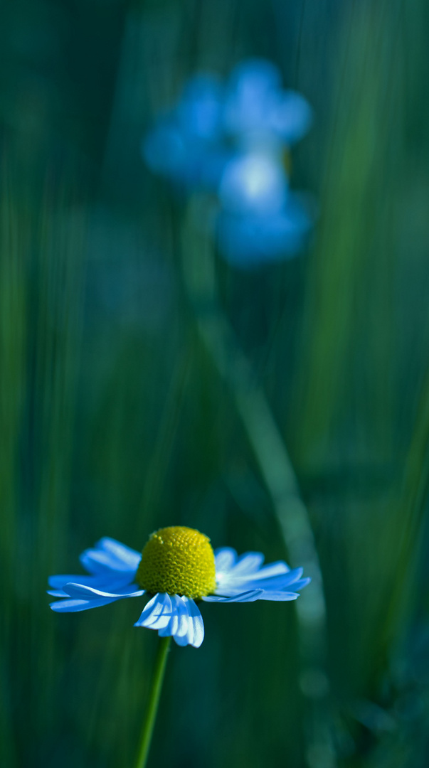 Gänseblümchen