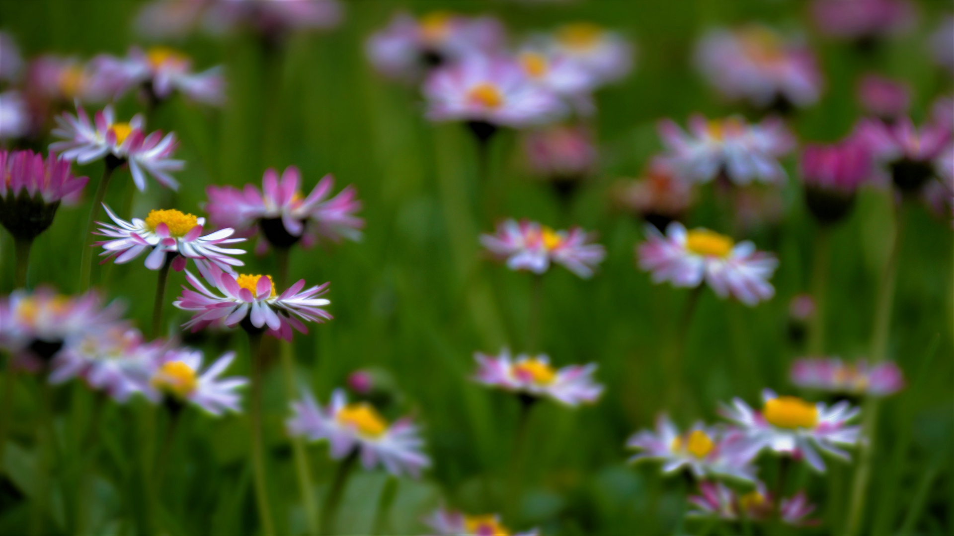 Gänseblümchen