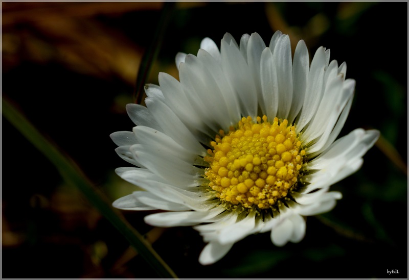 Gänseblümchen