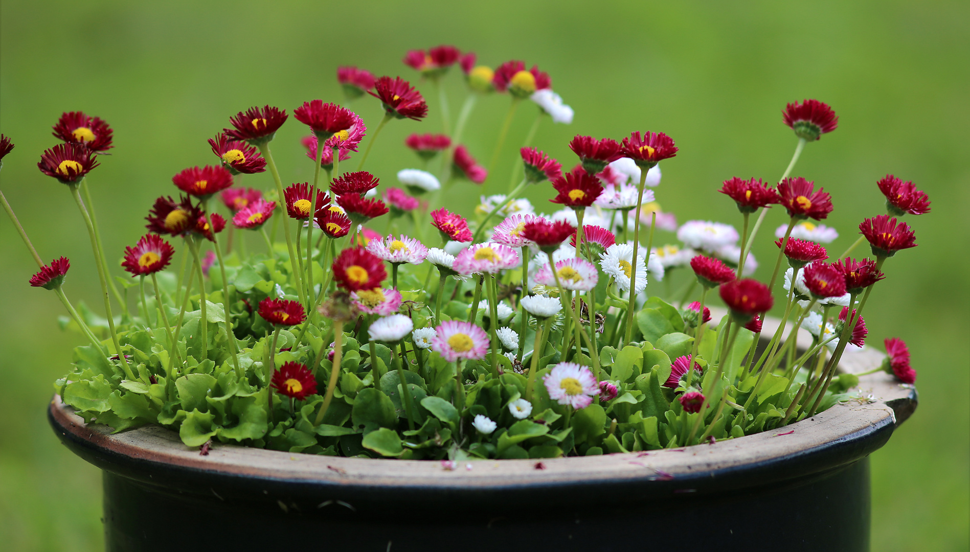 Gänseblümchen