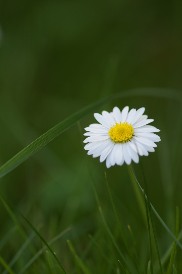 Gänseblümchen