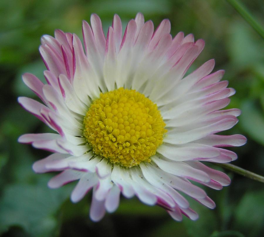Gänseblümchen Foto &amp; Bild | pflanzen makros Bilder auf fotocommunity