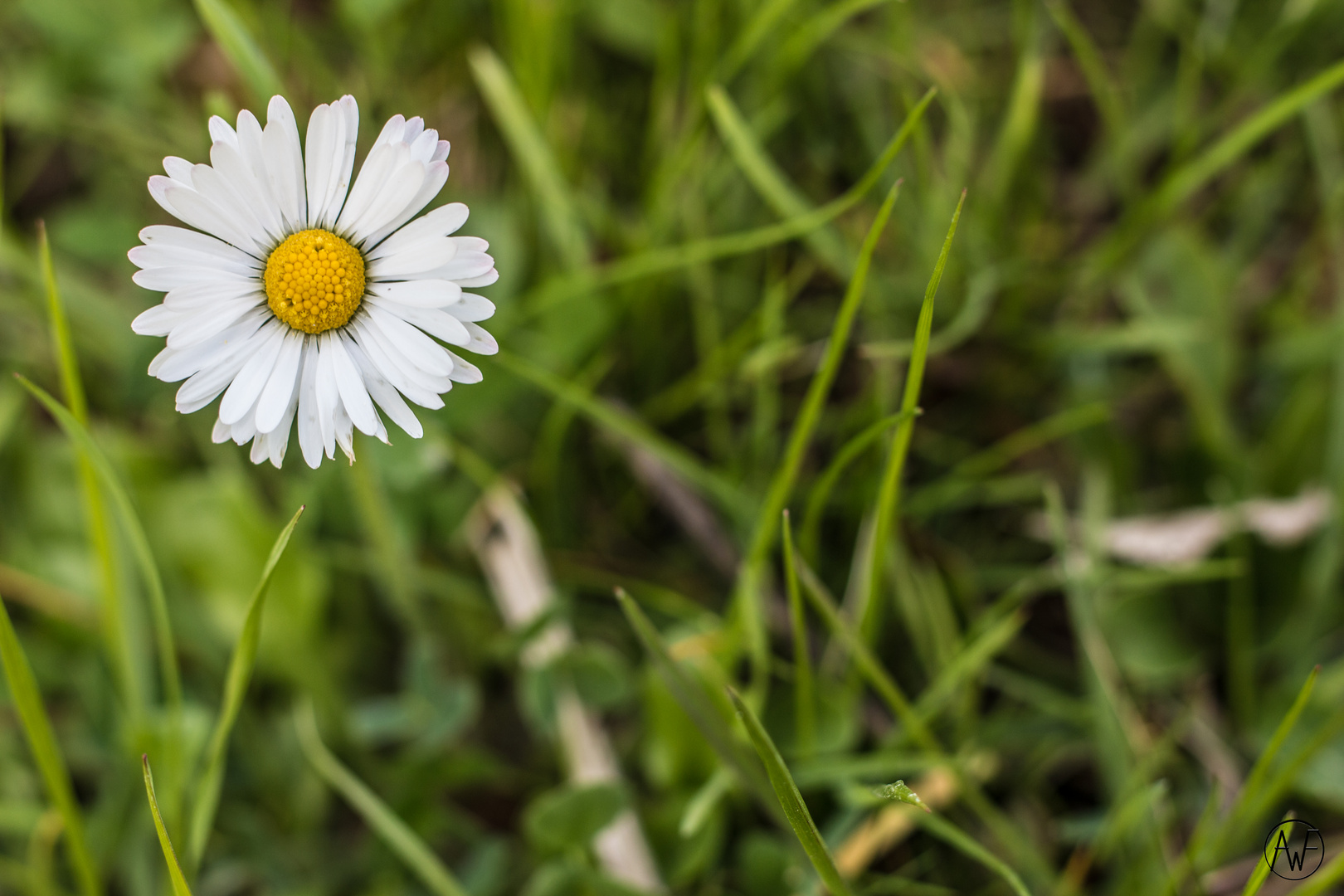 Gänseblümchen-