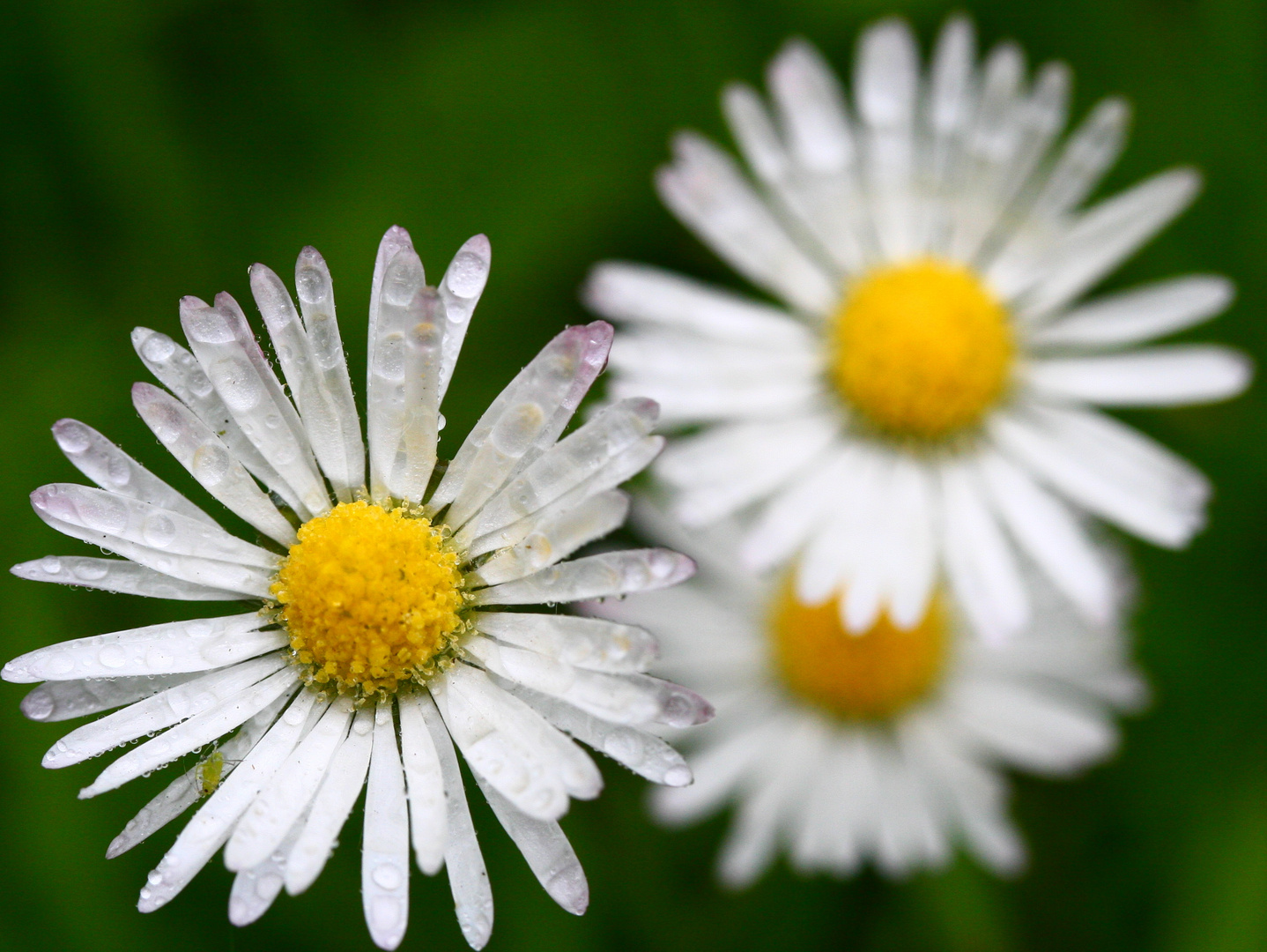 Gänseblümchen