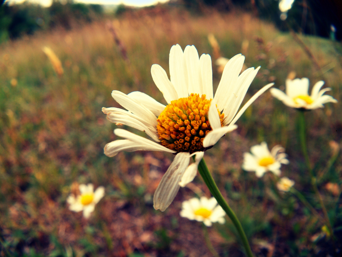 Gänseblümchen