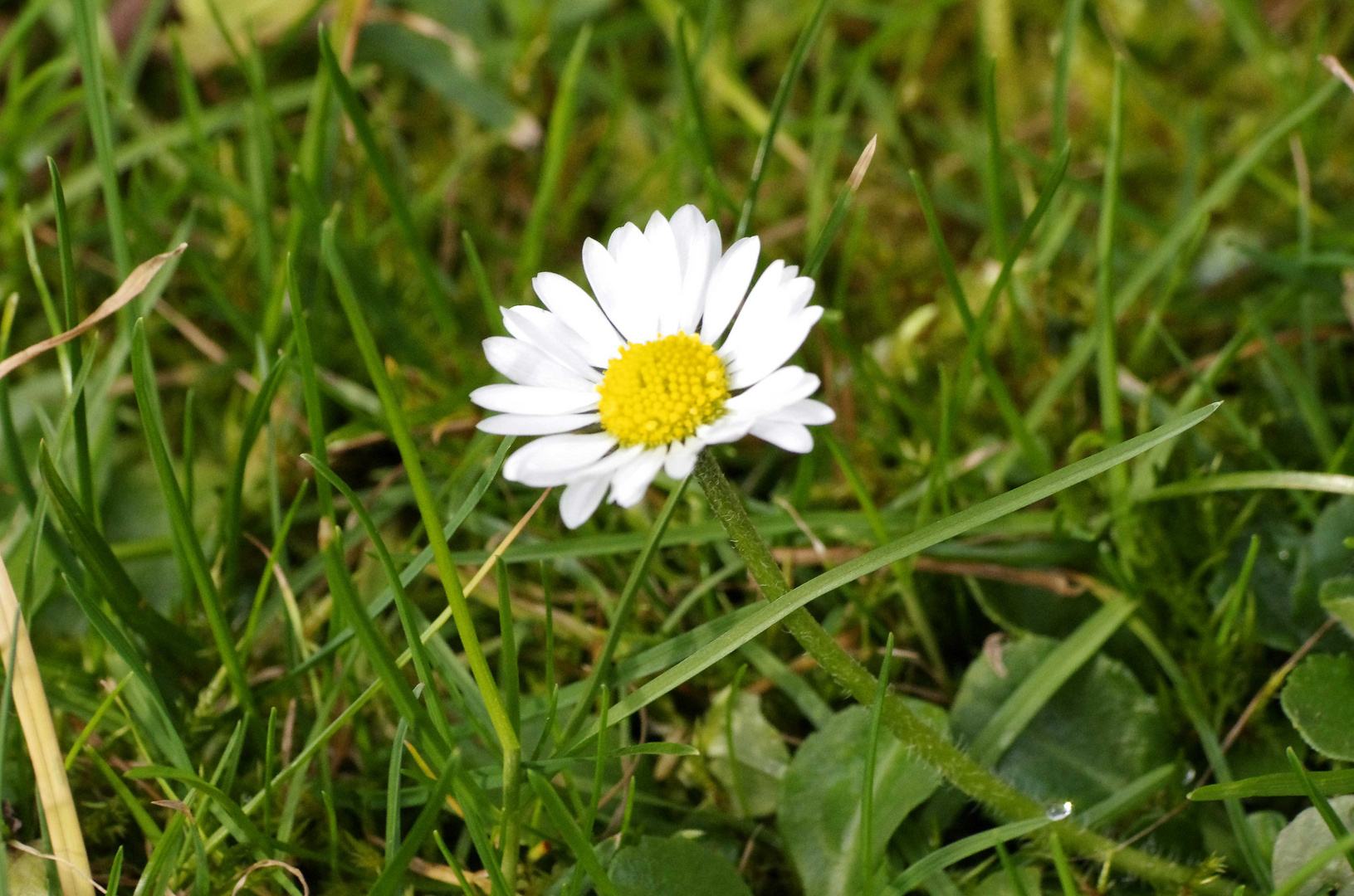 ...Gänseblümchen