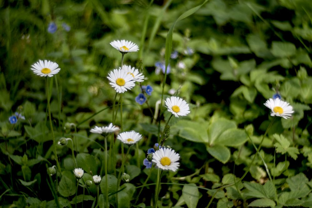 Gänseblümchen