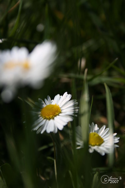 gänseblümchen