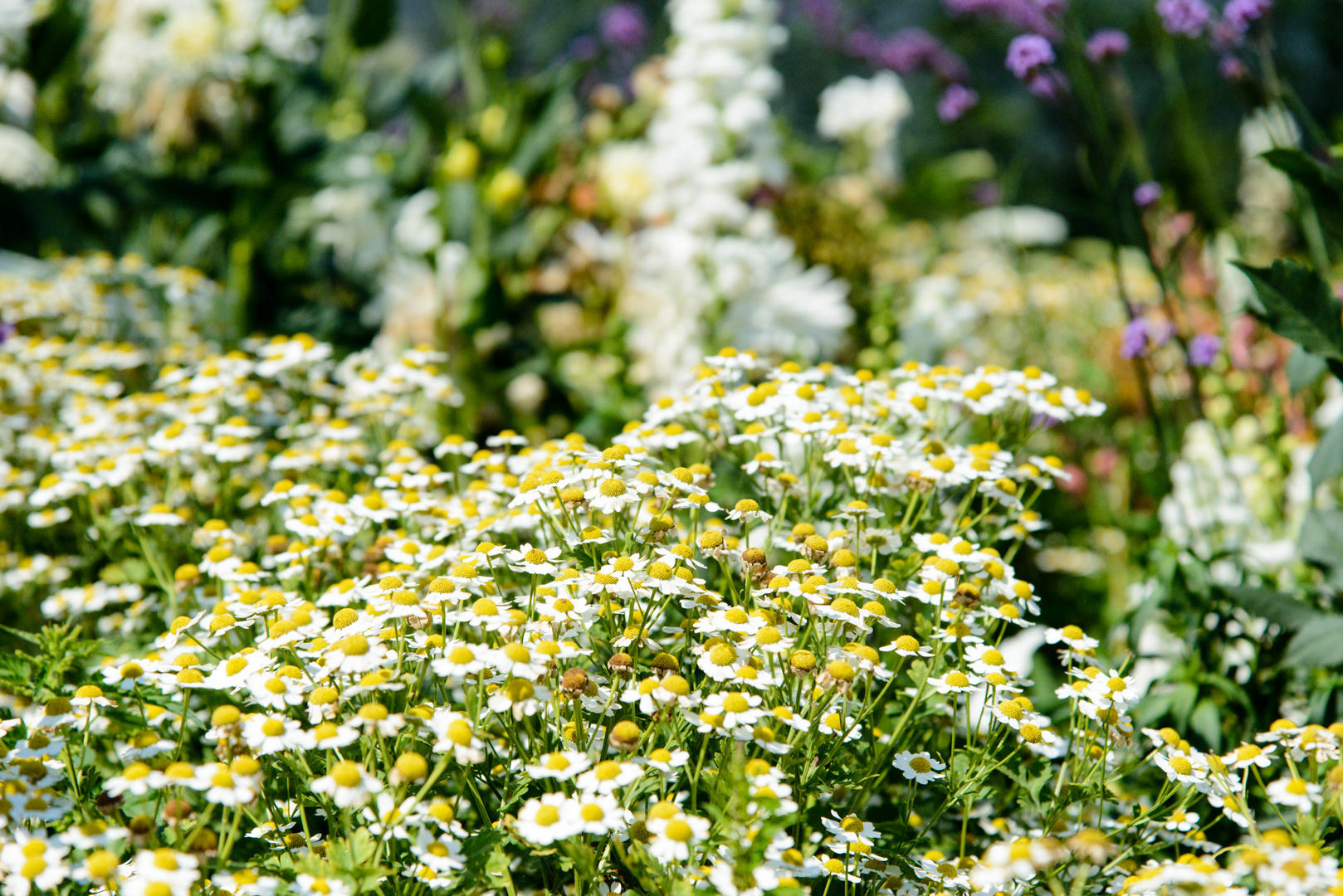 Gänseblümchen