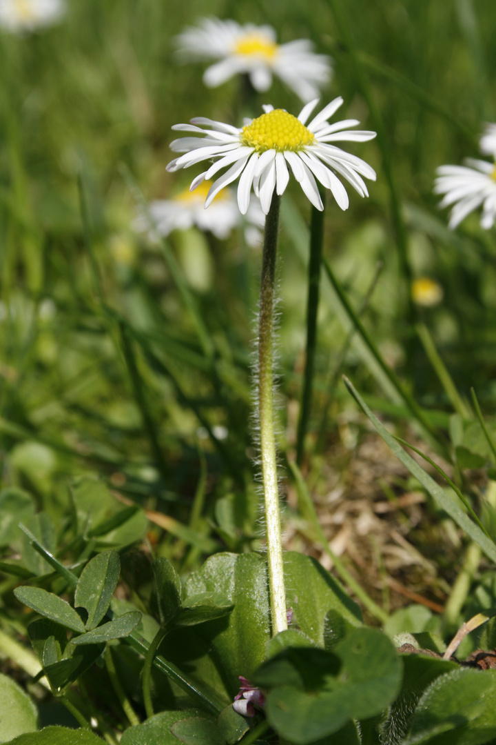 Gänseblümchen