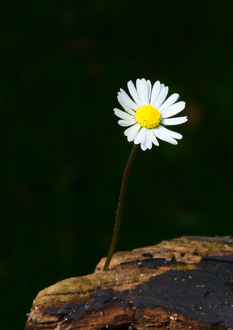 Gänseblümchen