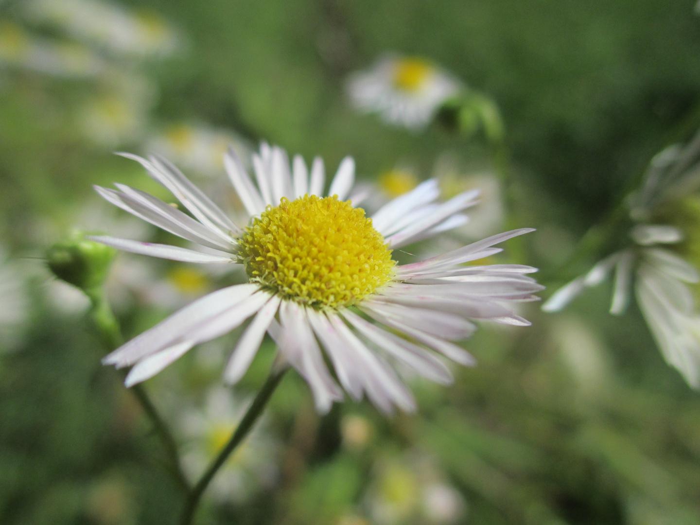 Gänseblümchen