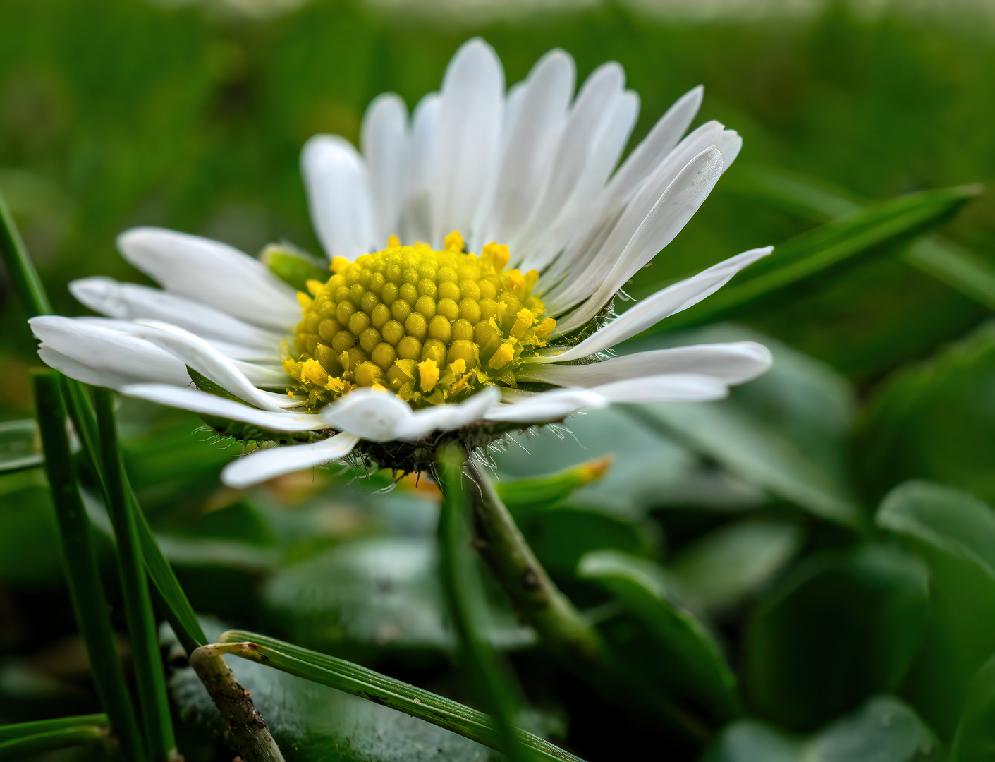 Gänseblümchen