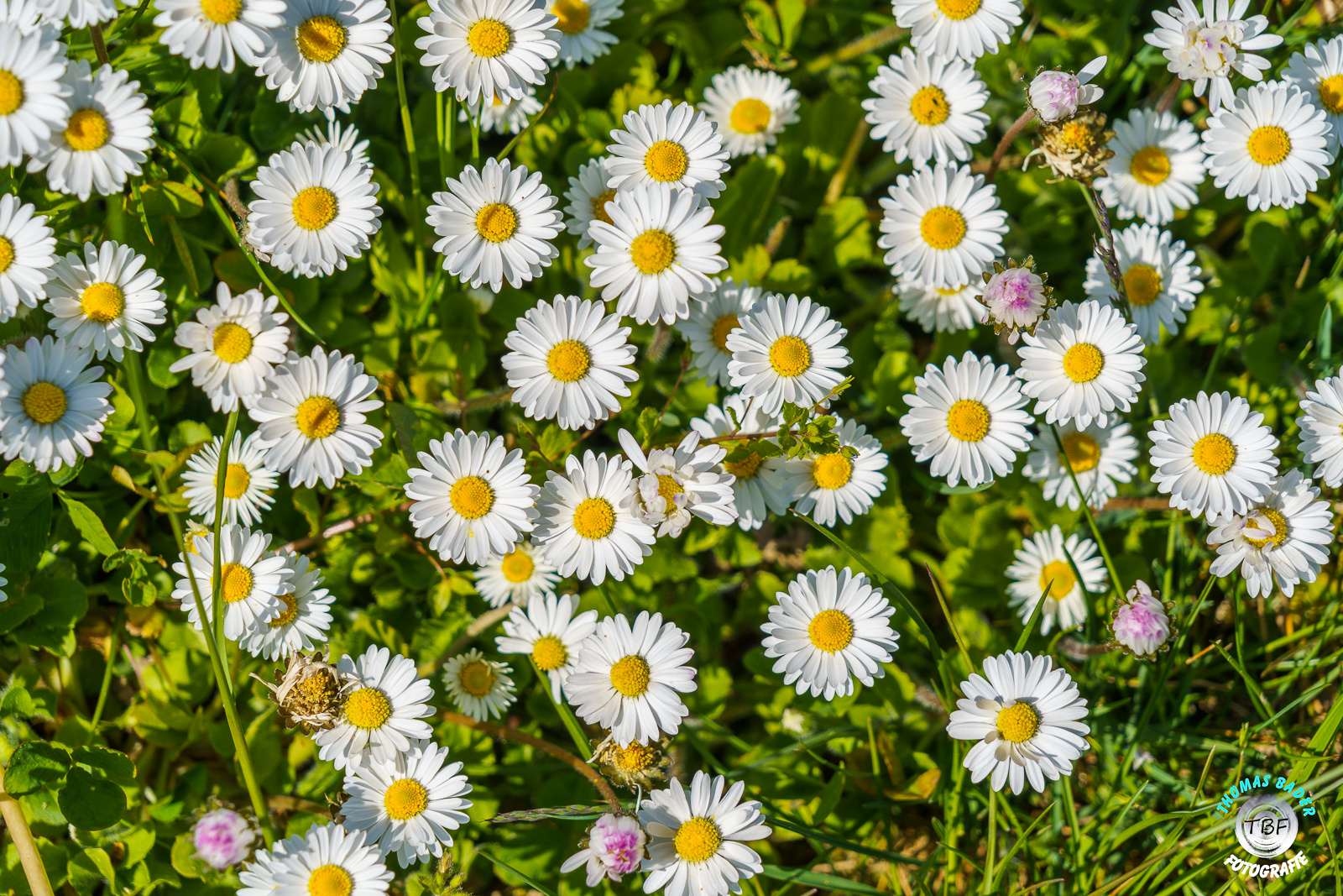 Gänseblümchen ....