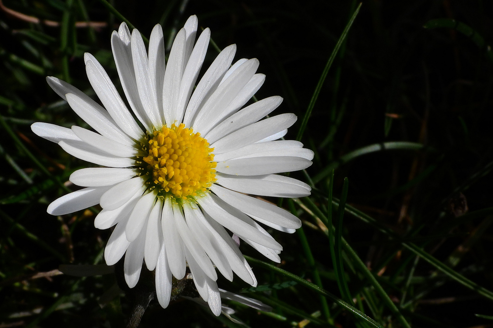 Gänseblümchen (45) 